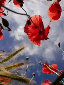 Jacquelien 03 Compositie